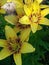 Joyful yellow family of beautiful lilies