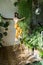 Joyful young woman gardener standing on stepladder, embracing lush asparagus fern houseplant.Love of plants.Indoor garden
