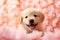 Joyous golden retriever puppy surrounded by a sea of soft peach fuzz petals, a picture of pure happiness. Cheerful young dog