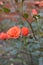 Joyous orange garden rose