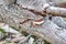 JP-23000 Fungus Appearing on Rotting Pine