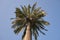 Jubaea chilensis palm