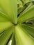 Jucca palm tree and its long green leaves. Center of decorative houseplant that make green floral background.