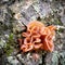 Judas ear Auricularia auricula-judae on a dead tree trunk