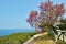 Judas tree against the sea