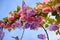 Judas tree and blossom of it magnificent pink color flower with sky background.