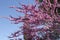 Judas tree Cercis canadensis. Blossoming tree against the blue sky