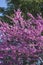 Judas tree Cercis canadensis. Blossoming tree background