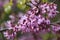 Judas tree Cercis siliquastrum with deep pink pea-like flowers