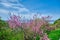 Judas tree cercis siliquastrum and its magnificent pink color