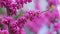 Judas Tree Or European Redbud. The Flowering Plant Family Fabaceae. Pink Redbud Rising Flowers. Close up.