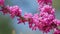 Judas Tree Or European Redbud. The Flowering Plant Family Fabaceae. Pink Redbud Rising Flowers. Close up.