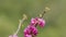 Judas Tree Or European Redbud. The Flowering Plant Family Fabaceae. Pink Redbud Rising Flowers. Close up.