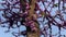 Judas Tree, Love Tree, Cercis Siliquastrum, Graceful Tree Blossom In Spring