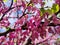 Judastree (Cercis siliquastrum) blossom