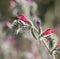 Judean Viper`s-Bugloss flower