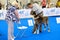 Judge examining dog on the World Dog Show