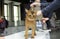 Judge hands holding pedigreed Somali cat estimating its color and proportions, cat show. Kiev, Ukraine