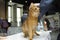 Judge hands holding pedigreed Somali cat estimating its color and proportions, cat show. Kiev, Ukraine