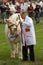 Judging Charolais bulls at the Royal Welsh Show