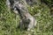 Juevenile pika (Ochotona princeps) chews on grass