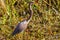 A Juevenile Tricolored Heron