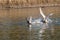 Juevnile mute swan chasing a mallard duck