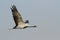 Jufferkraanvogel, Demoiselle Crane, Anthropoides virgo