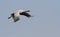 Jufferkraanvogel, Demoiselle Crane, Anthropoides virgo