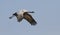 Jufferkraanvogel, Demoiselle Crane, Anthropoides virgo