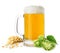 Jug of beer with wheat and hops isolated on the white background
