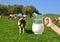 Jug of milk against herd of cows