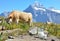 Jug of milk against herd of cows