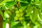 Juglandaceae juglans ailantifolia carriere, manchurian five green nuts