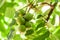 Juglandaceae juglans ailantifolia carriere, manchurian five green nuts on a branch