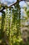 JUGLANS CALIFORNICA STAMINATE BLOOM - BALLONA FWM - 031621 B