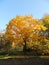 Juglans mandshurica foliage in autumn