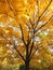 Juglans mandshurica foliage in autumn