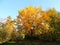 Juglans mandshurica foliage in autumn