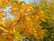 Juglans mandshurica foliage in autumn