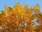 Juglans mandshurica foliage in autumn