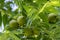 Juglans nigra green unripened nuts on branches