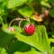 JUICE BERRIES OF STRAWBERRY ON GREEN LEAF. SPRING SUNNY DAY.