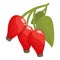 Juice roseship icon cartoon vector. Berry food