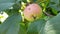Juicy appetizing apple with a slight defect. Ripening of pink apples on a apple tree. Wormy apple is the tastiest. The