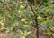Juicy apples grows in the tree beneficial fruits concept