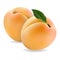 Juicy apricot, delicious fruit on white background in realistic style.