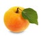 Juicy apricot isolated on the white background
