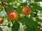 Juicy apricots in July sun