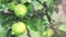 Juicy beautiful amazing nice apples on the tree branch, sunny summer good day with light breeze. Shallow depth of the field, toned